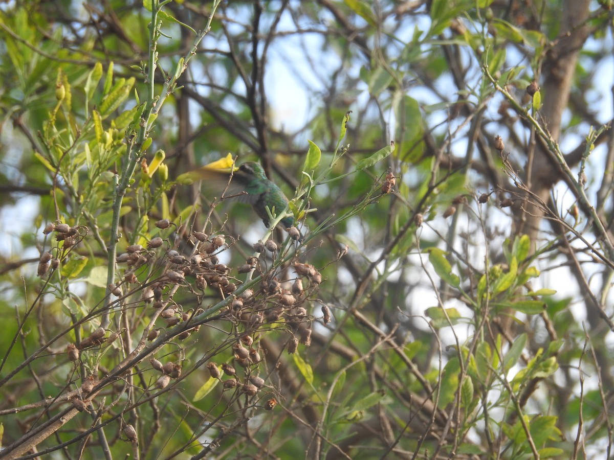 Glittering-bellied Emerald - ML638085646
