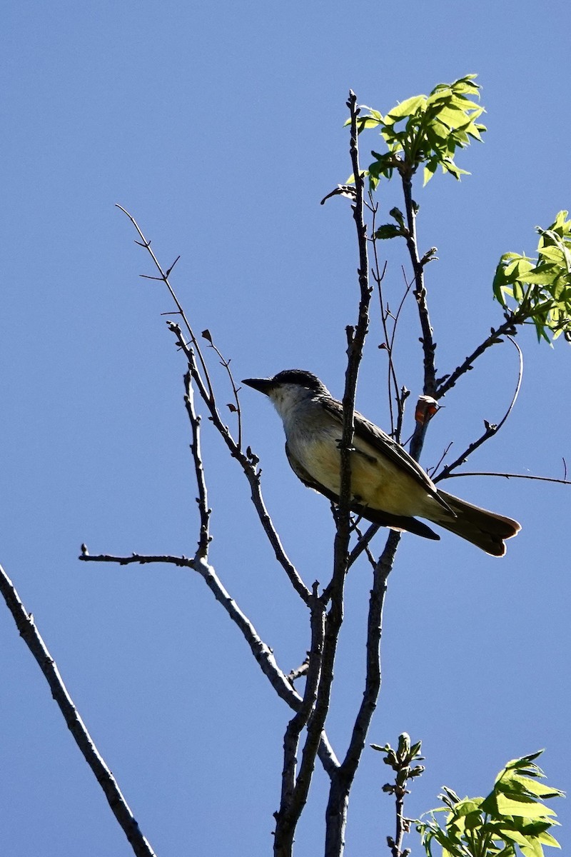 Thick-billed Kingbird - ML638085654
