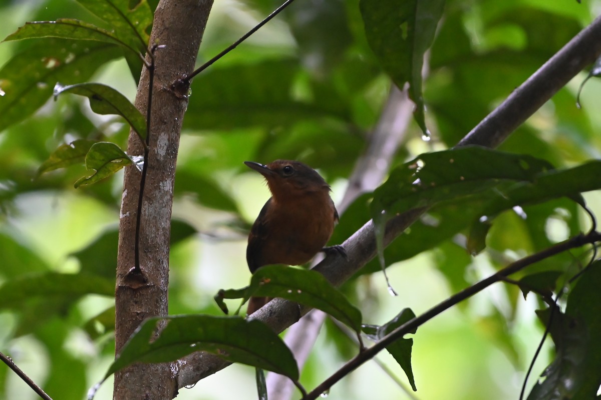 Dusky Antbird - ML638085702