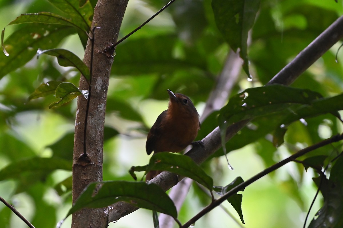 Dusky Antbird - ML638085703