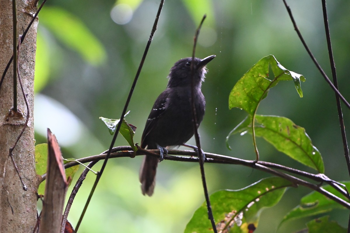 Dusky Antbird - ML638085704