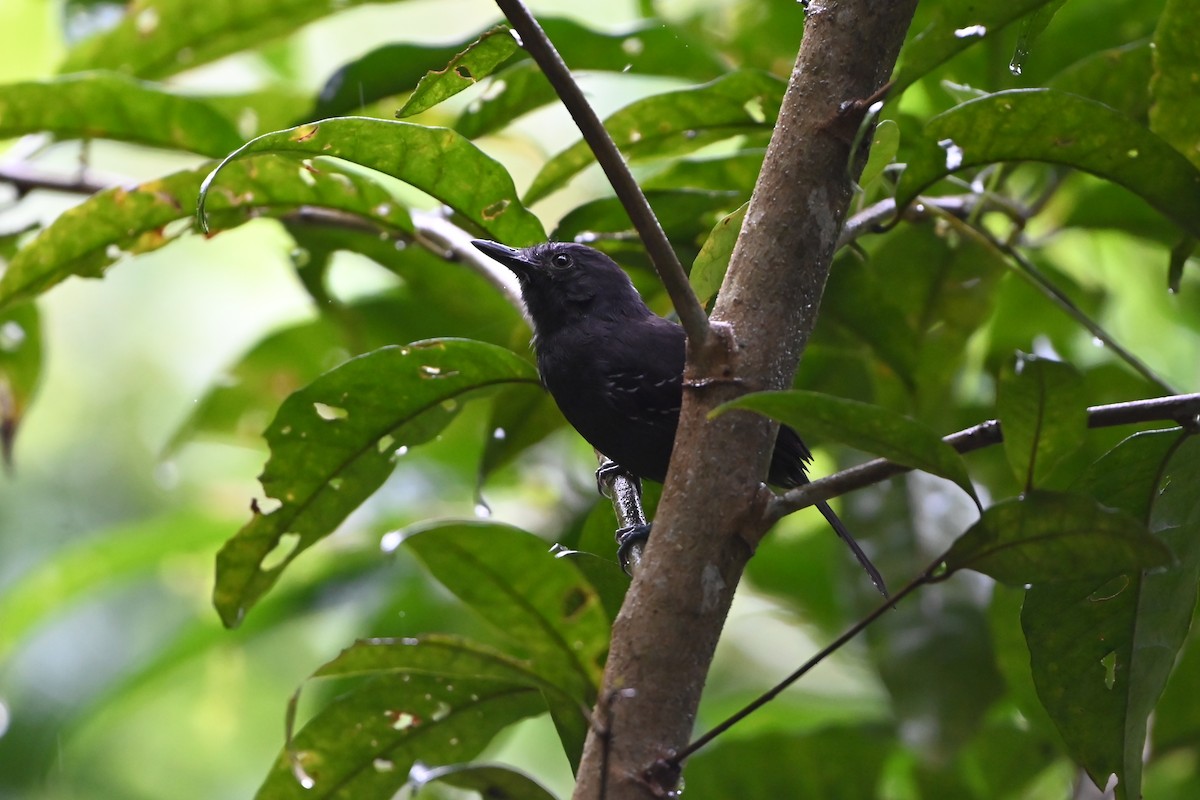 Dusky Antbird - ML638085705