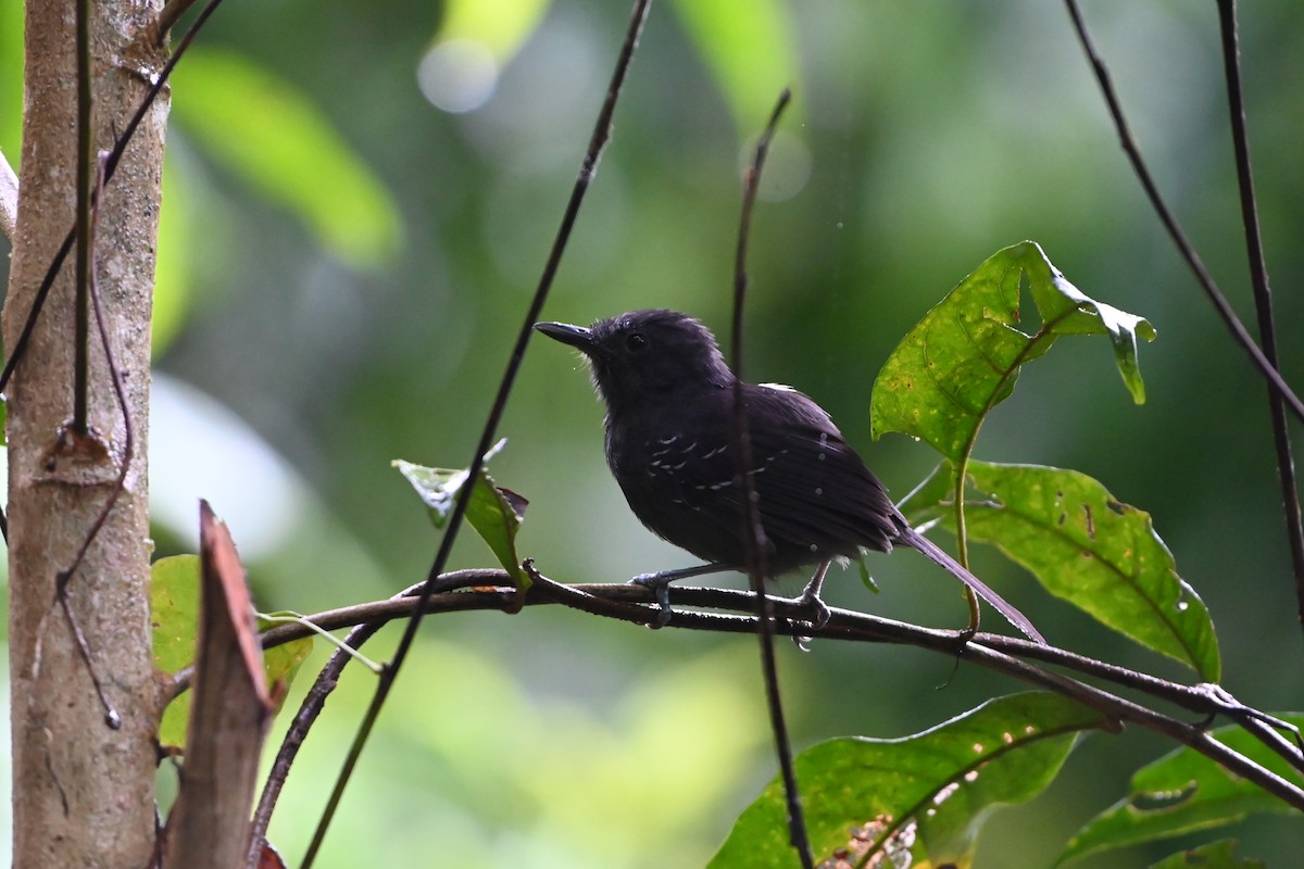Dusky Antbird - ML638085706