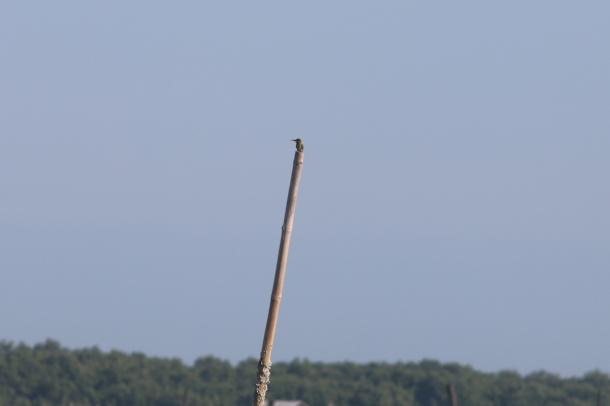 Blue-tailed Bee-eater - ML638085708