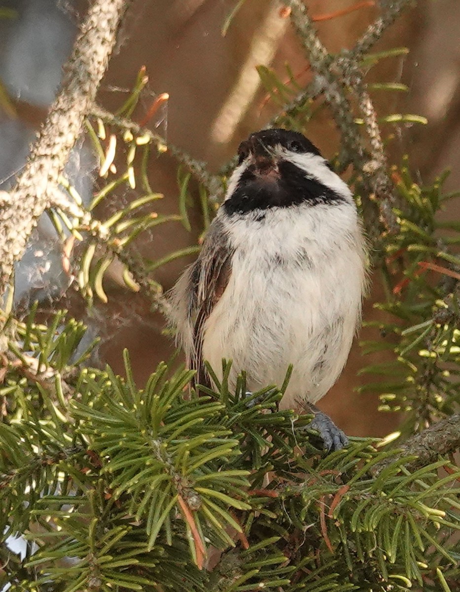 Black-capped Chickadee - ML638085724