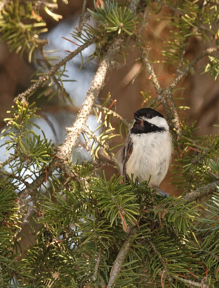 Black-capped Chickadee - ML638085725
