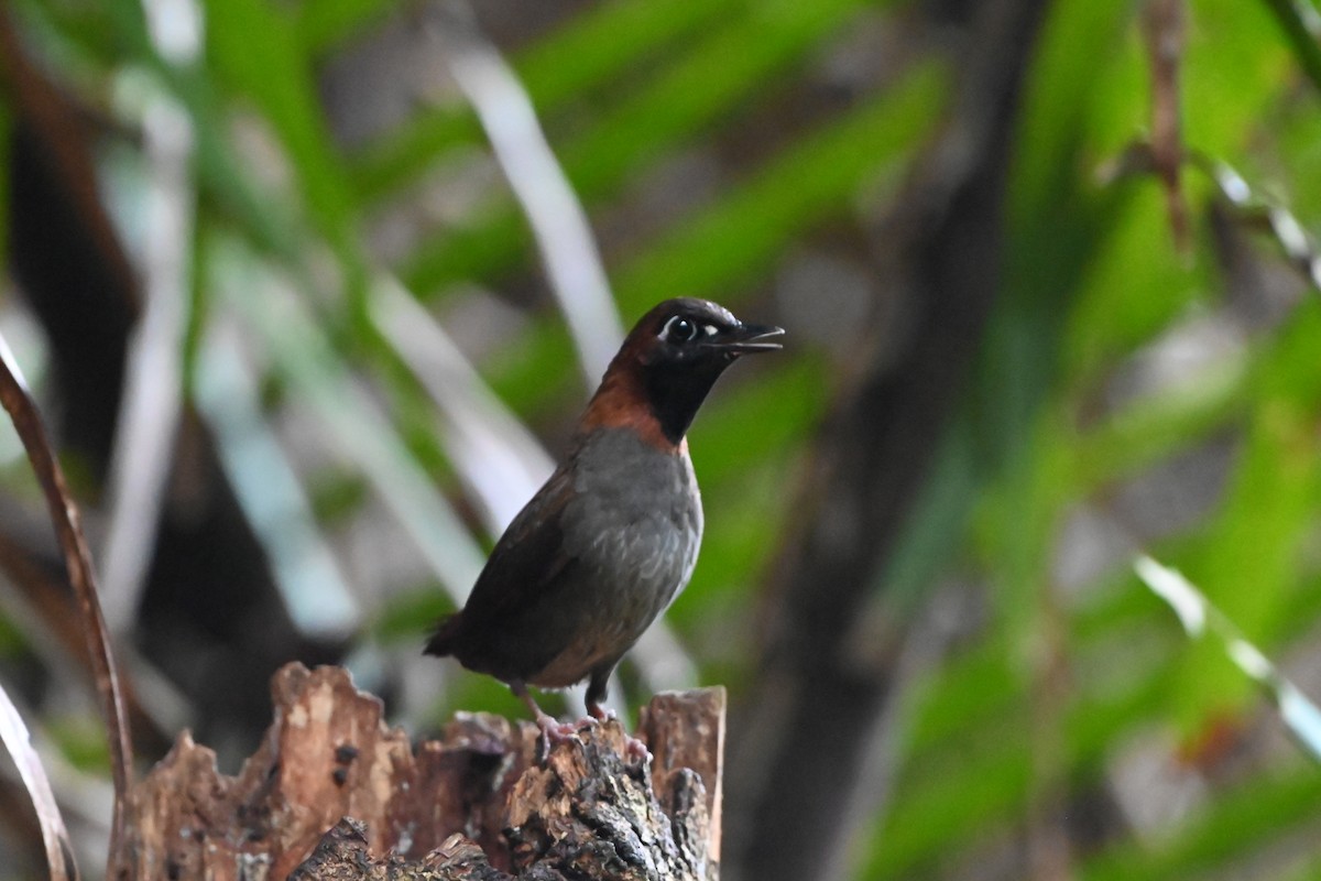 Mayan Antthrush - ML638085739