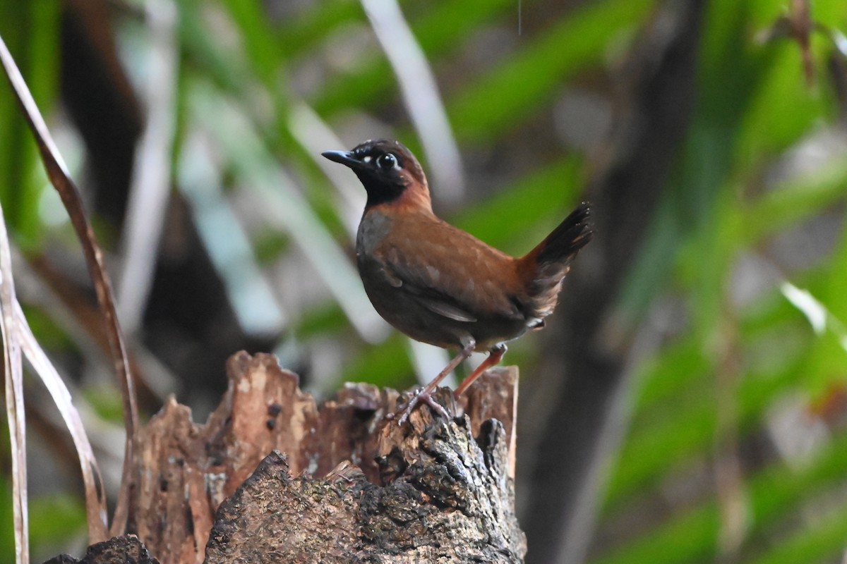 Mayan Antthrush - ML638085740