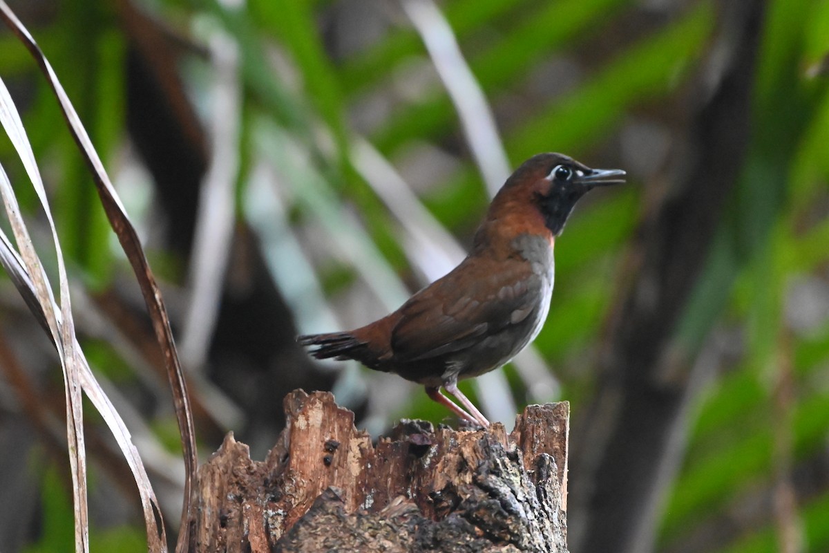 Mayan Antthrush - ML638085742
