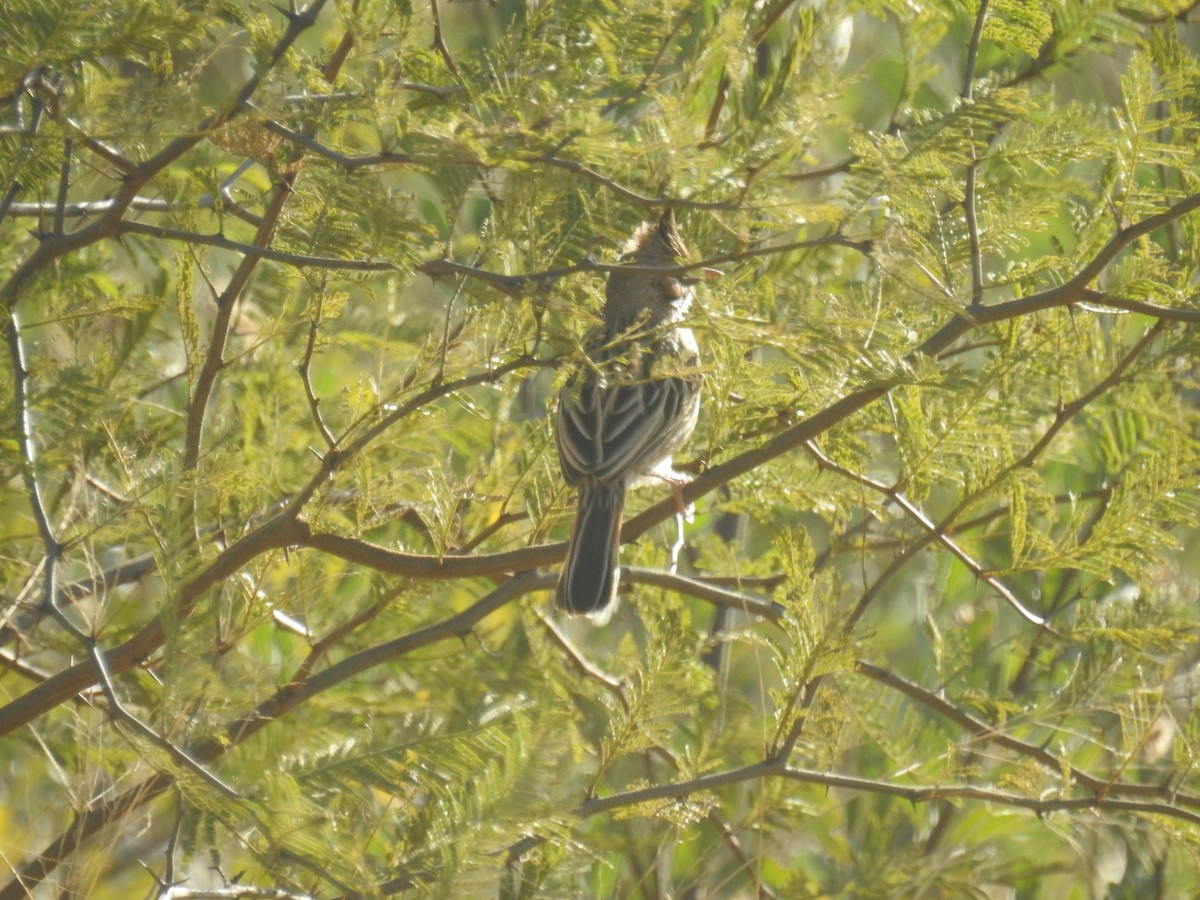 Chacobuschläufer - ML638085757