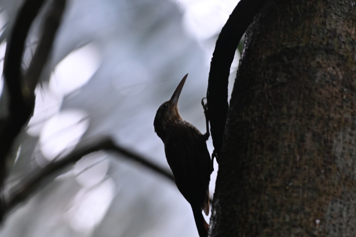 Ivory-billed Woodcreeper - ML638085768