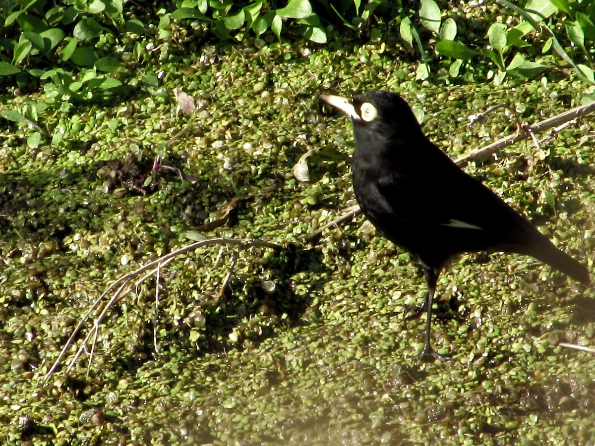 Spectacled Tyrant - ML638085778