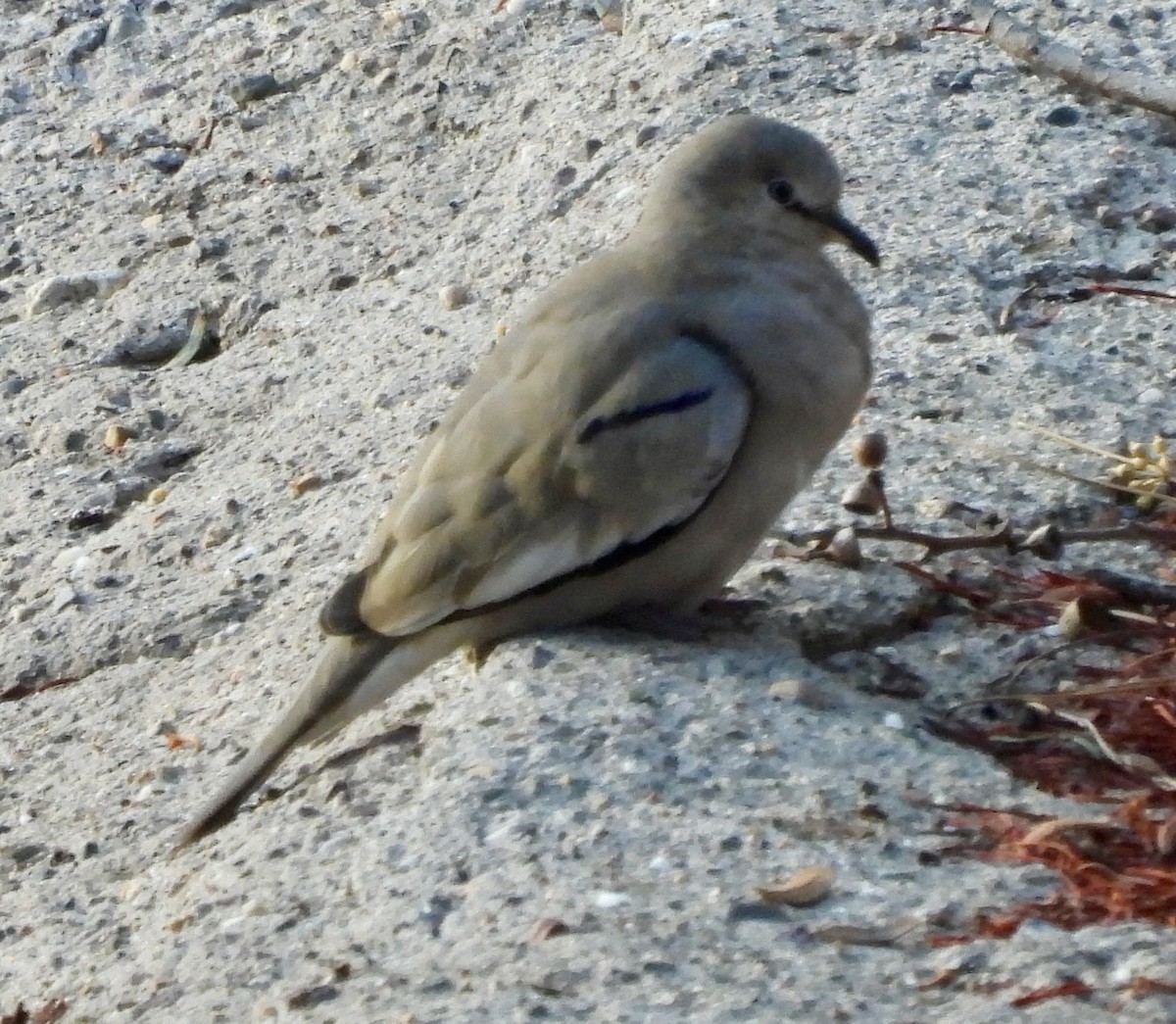 Colombe picui - ML638085784