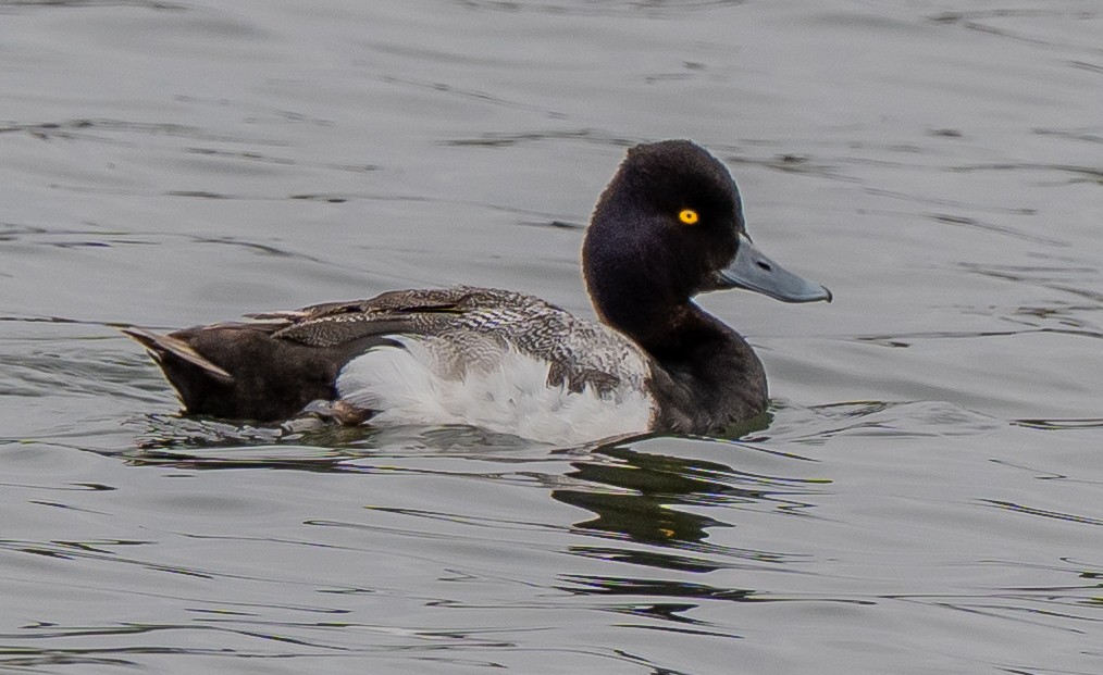 Lesser Scaup - ML638085798