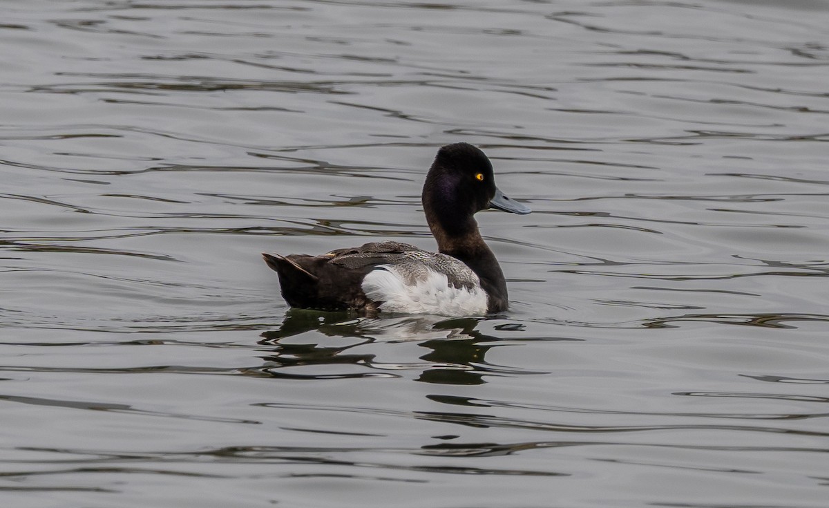 Lesser Scaup - ML638085799