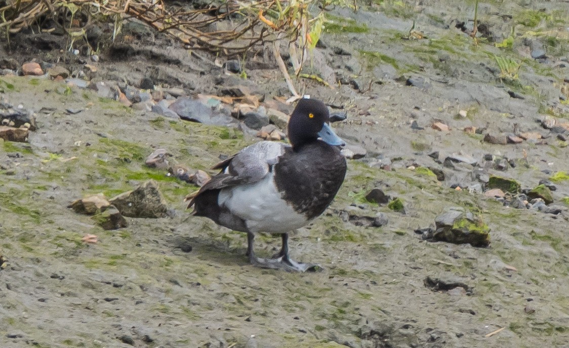 Lesser Scaup - ML638085800