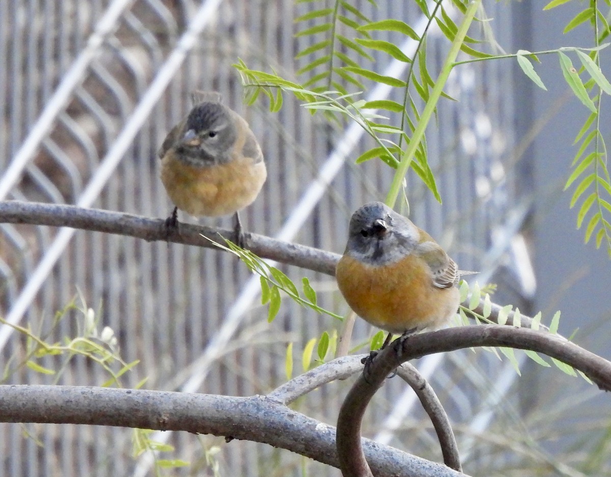 Gray-hooded Sierra Finch - ML638085815