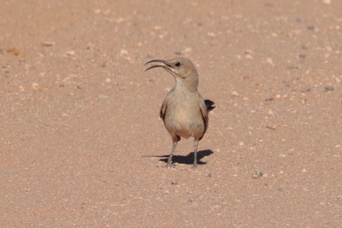 LeConte's Thrasher - ML638085831