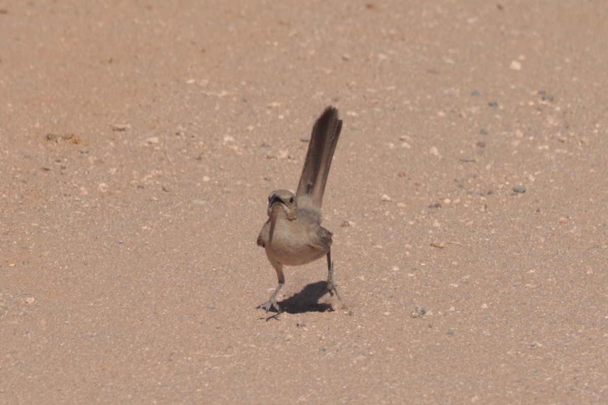 LeConte's Thrasher - ML638085833