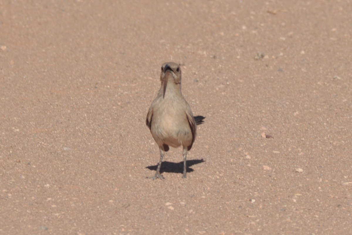 LeConte's Thrasher - ML638085835