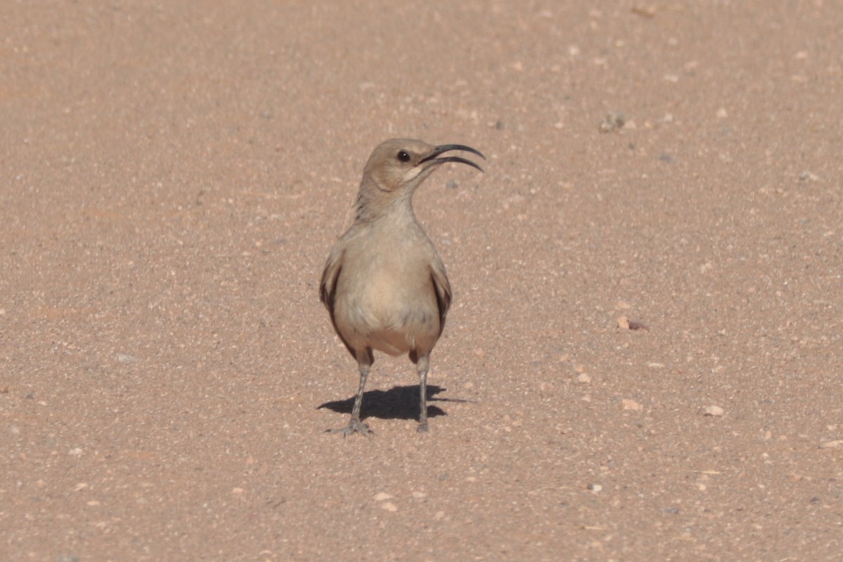 LeConte's Thrasher - ML638085836