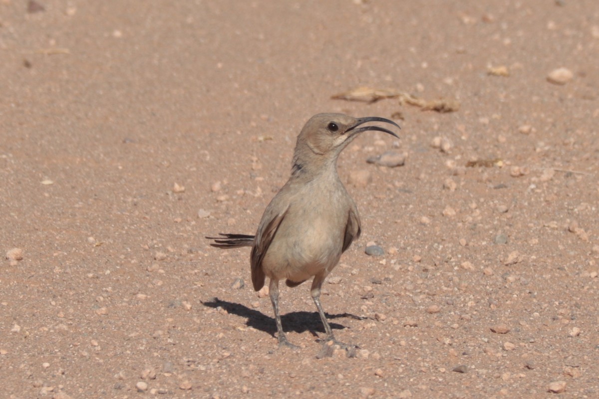 LeConte's Thrasher - ML638085841