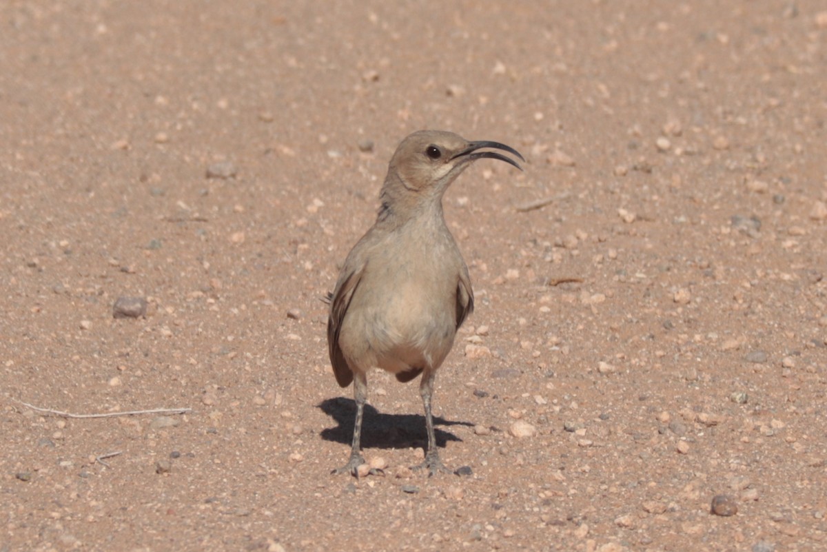LeConte's Thrasher - ML638085842