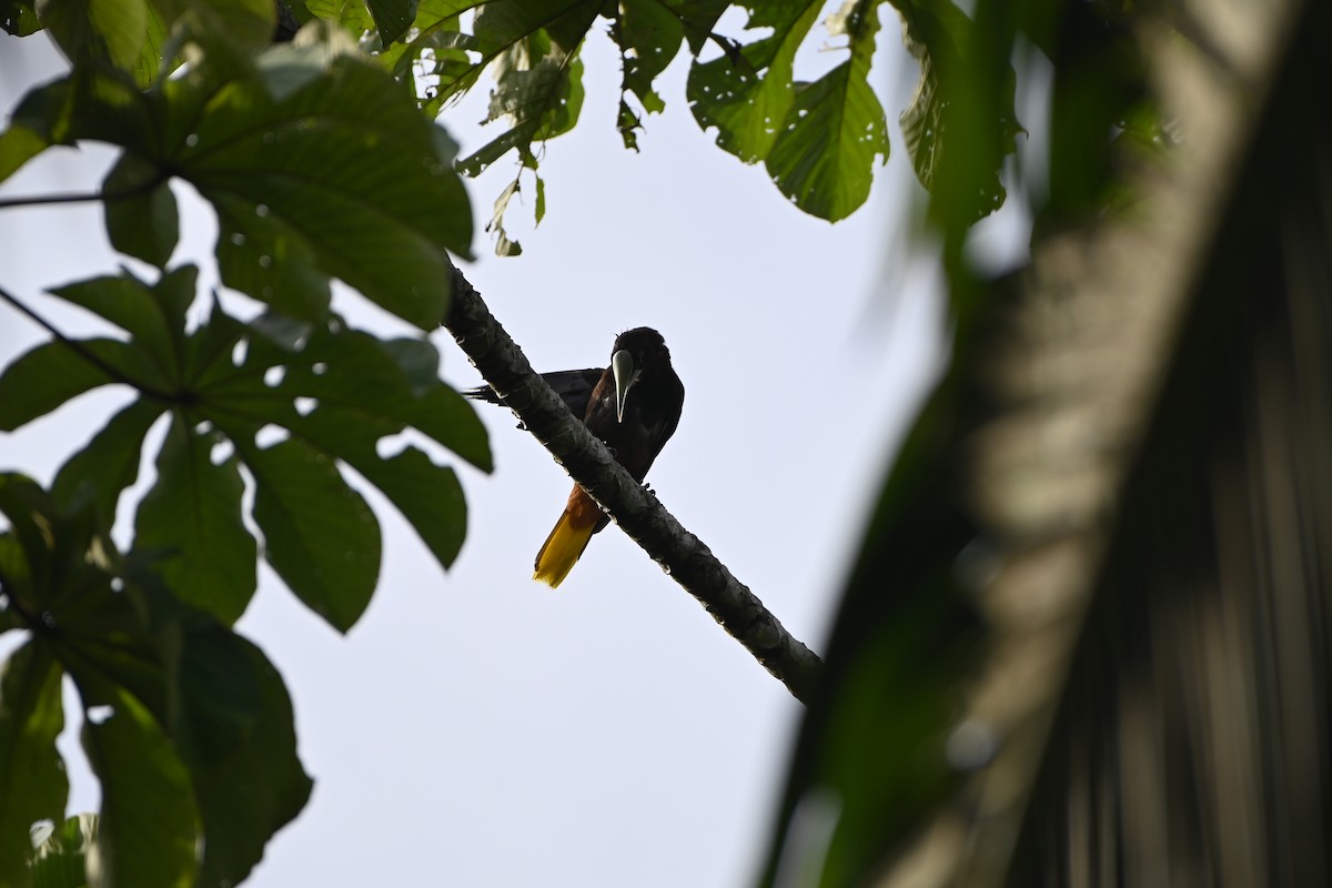 Chestnut-headed Oropendola - ML638085844