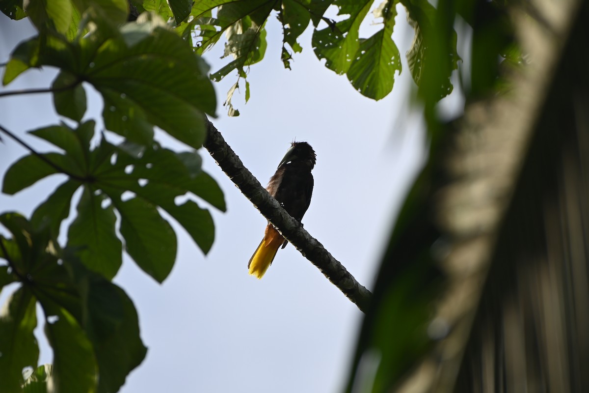 Chestnut-headed Oropendola - ML638085845