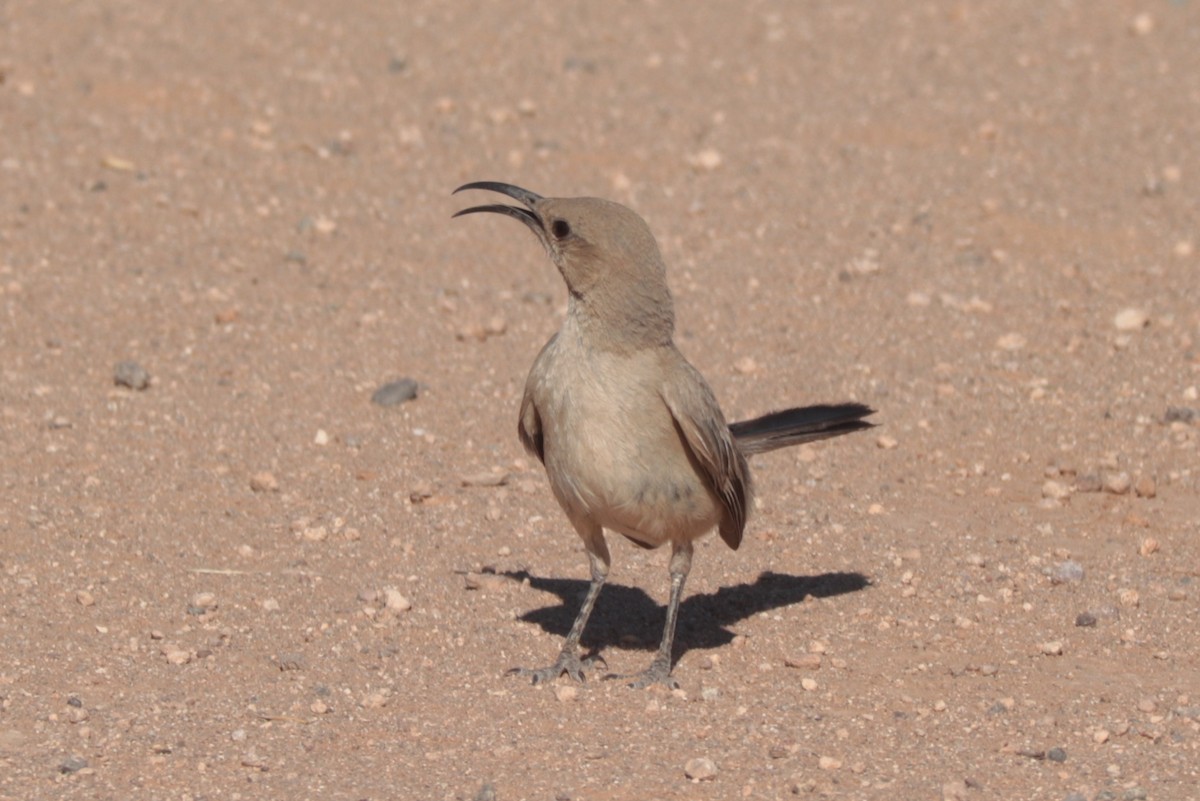 LeConte's Thrasher - ML638085846