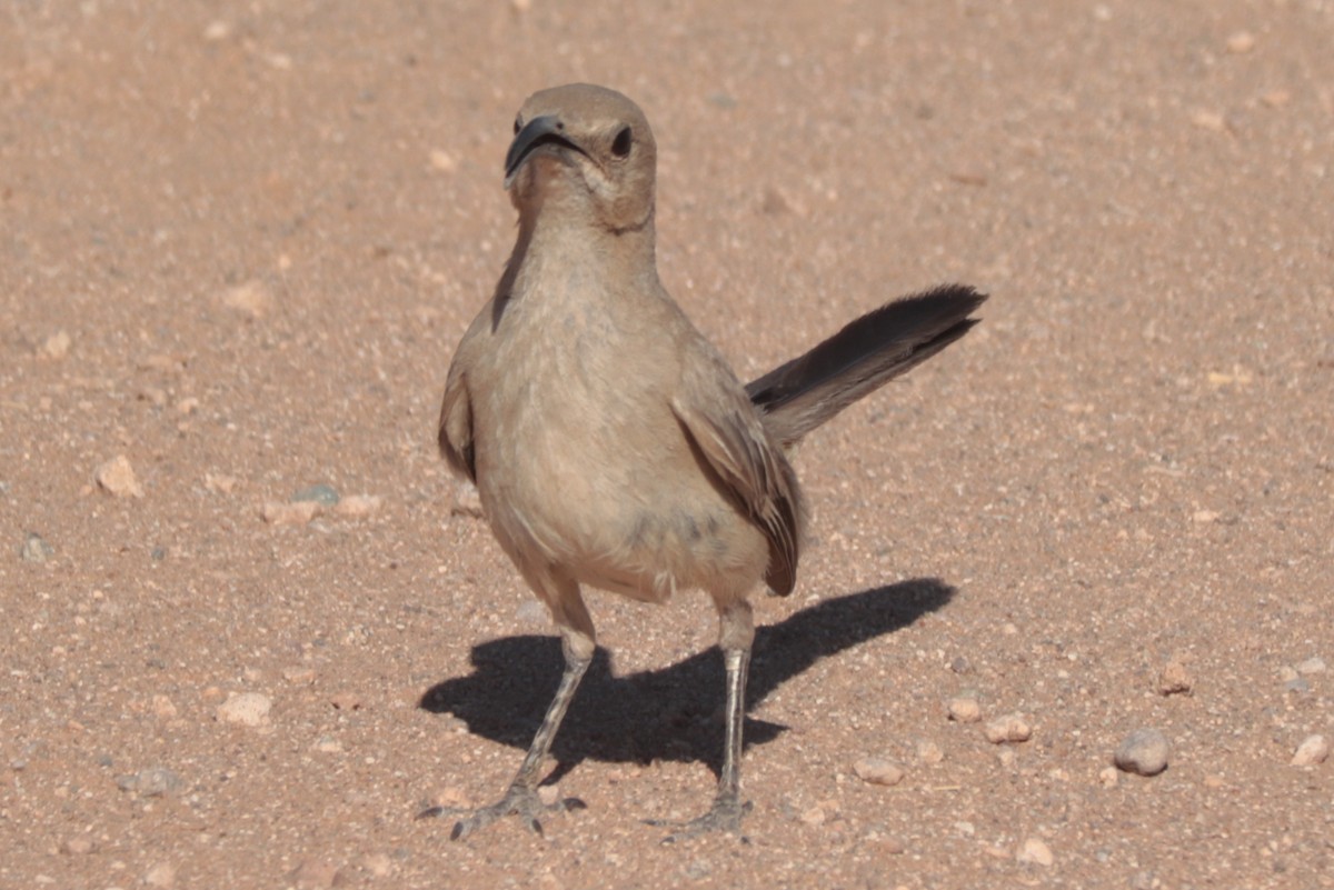 LeConte's Thrasher - ML638085851