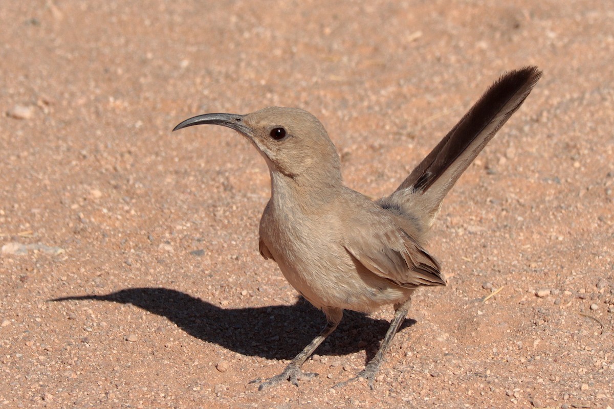 LeConte's Thrasher - ML638085870