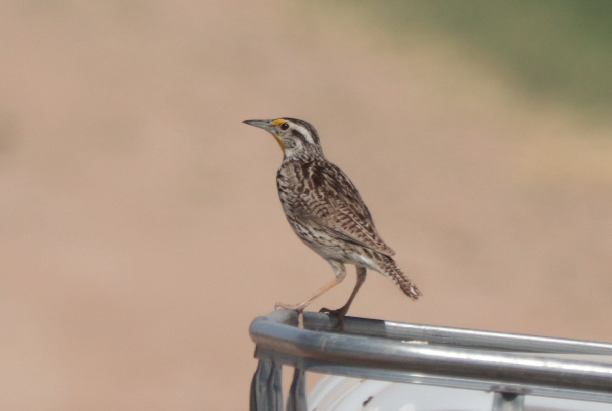 Sturnella meadowlark sp. - ML638085898