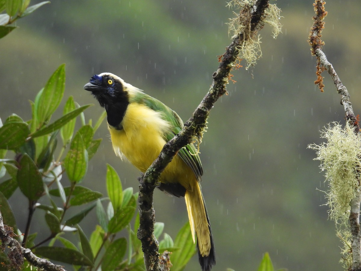 Green Jay (Inca) - ML638085913
