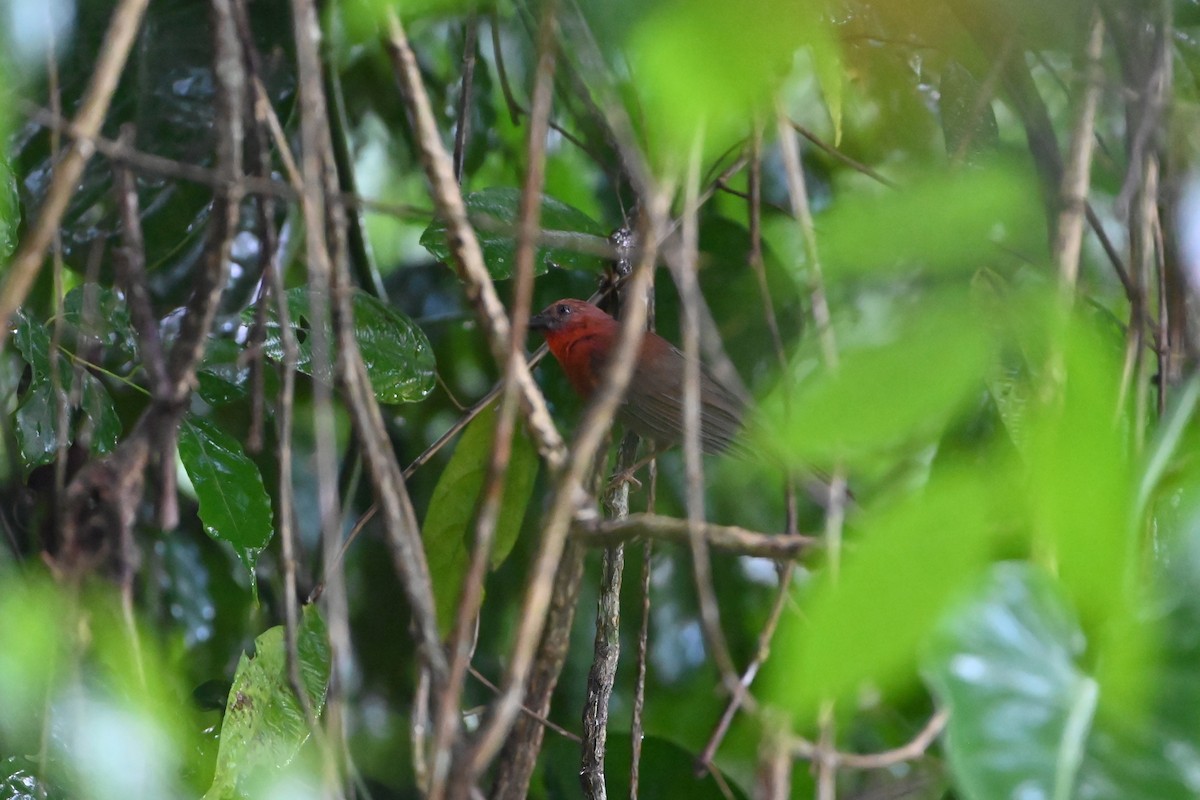 Red-throated Ant-Tanager - ML638085930