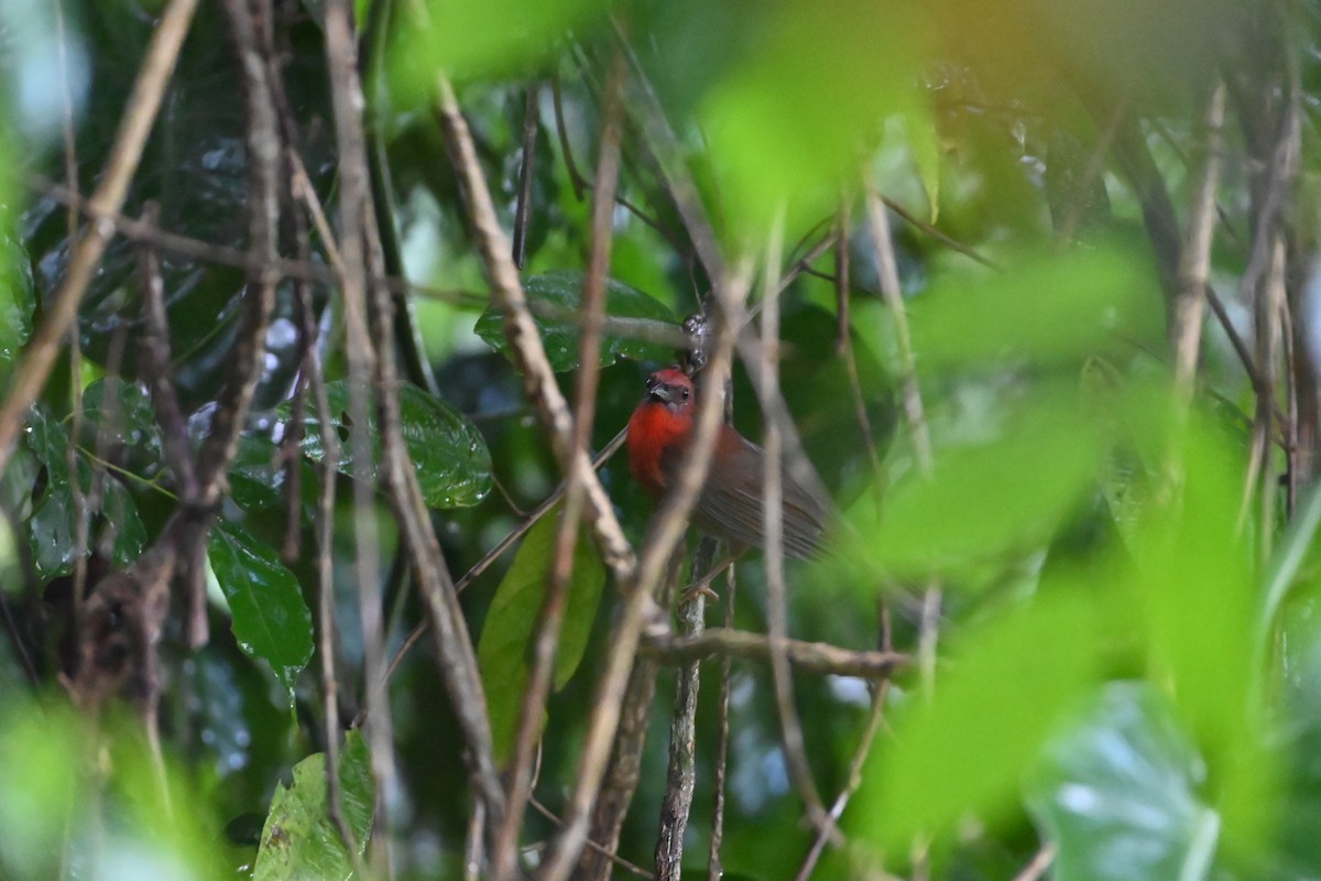 Red-throated Ant-Tanager - ML638085931