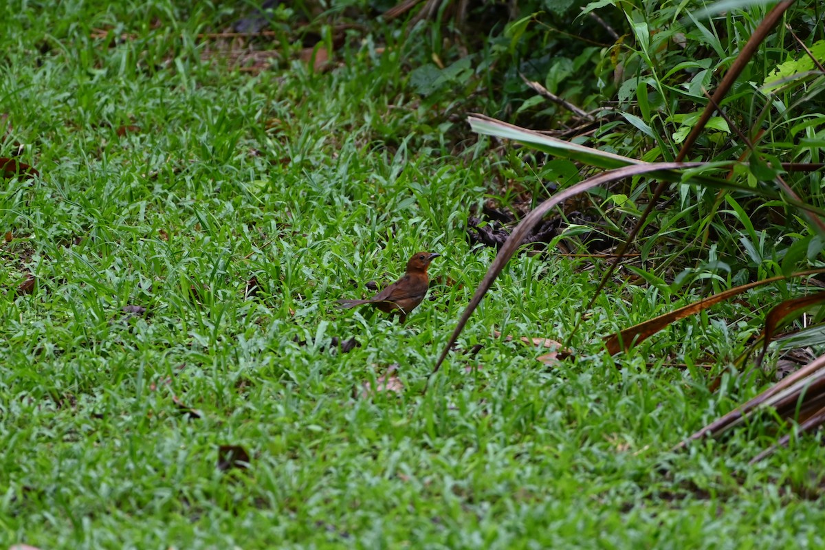Red-throated Ant-Tanager - ML638085932