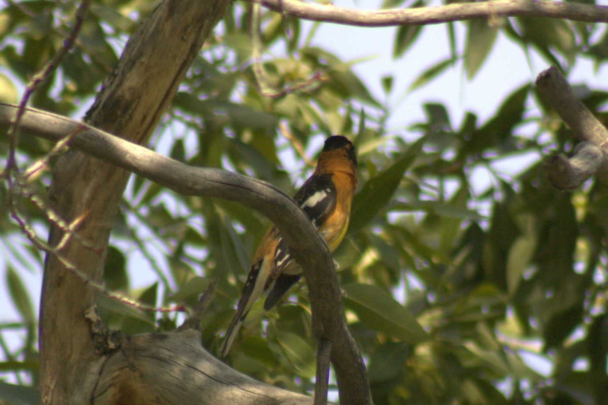 Black-headed Grosbeak - ML638085959