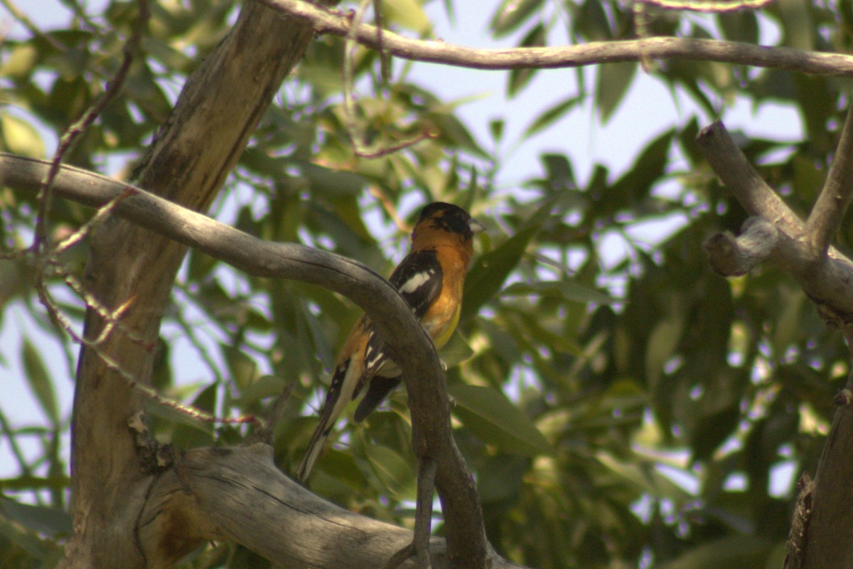 Black-headed Grosbeak - ML638085960