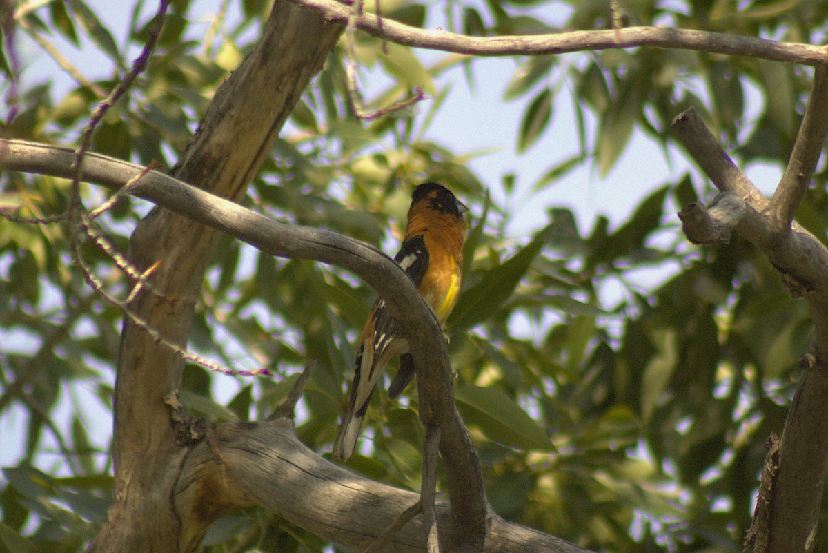 Black-headed Grosbeak - ML638085961