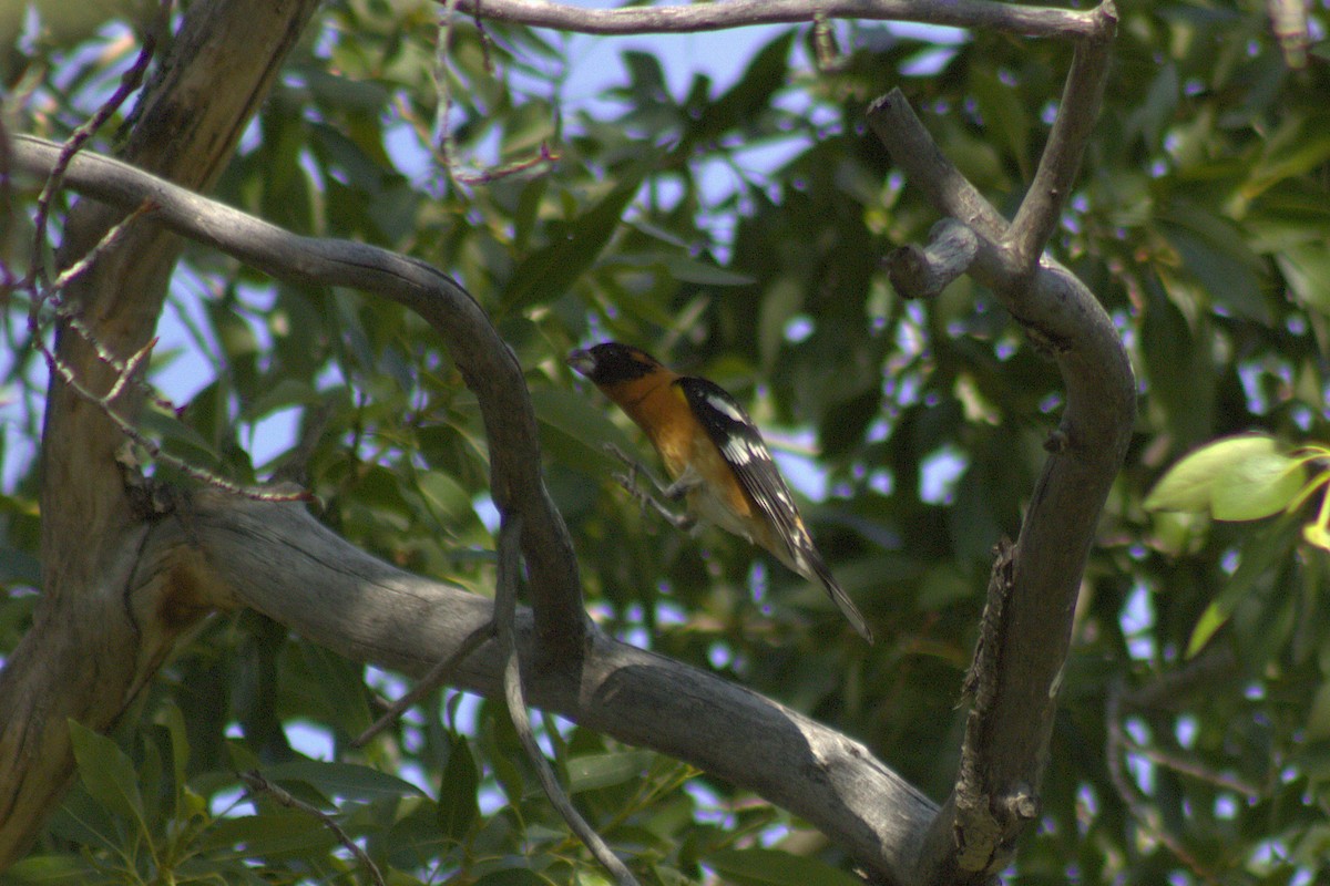 Black-headed Grosbeak - ML638085962
