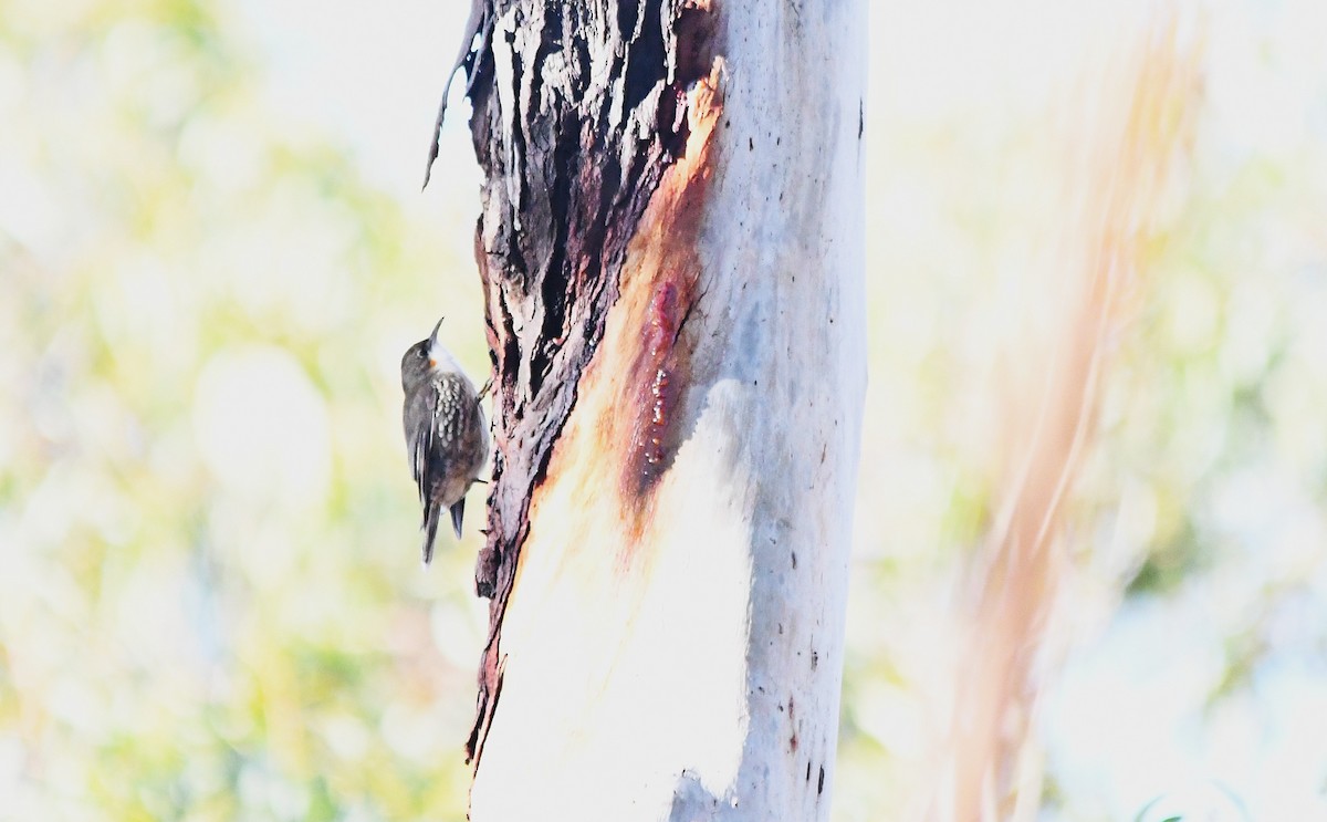 White-throated Treecreeper - ML638085989