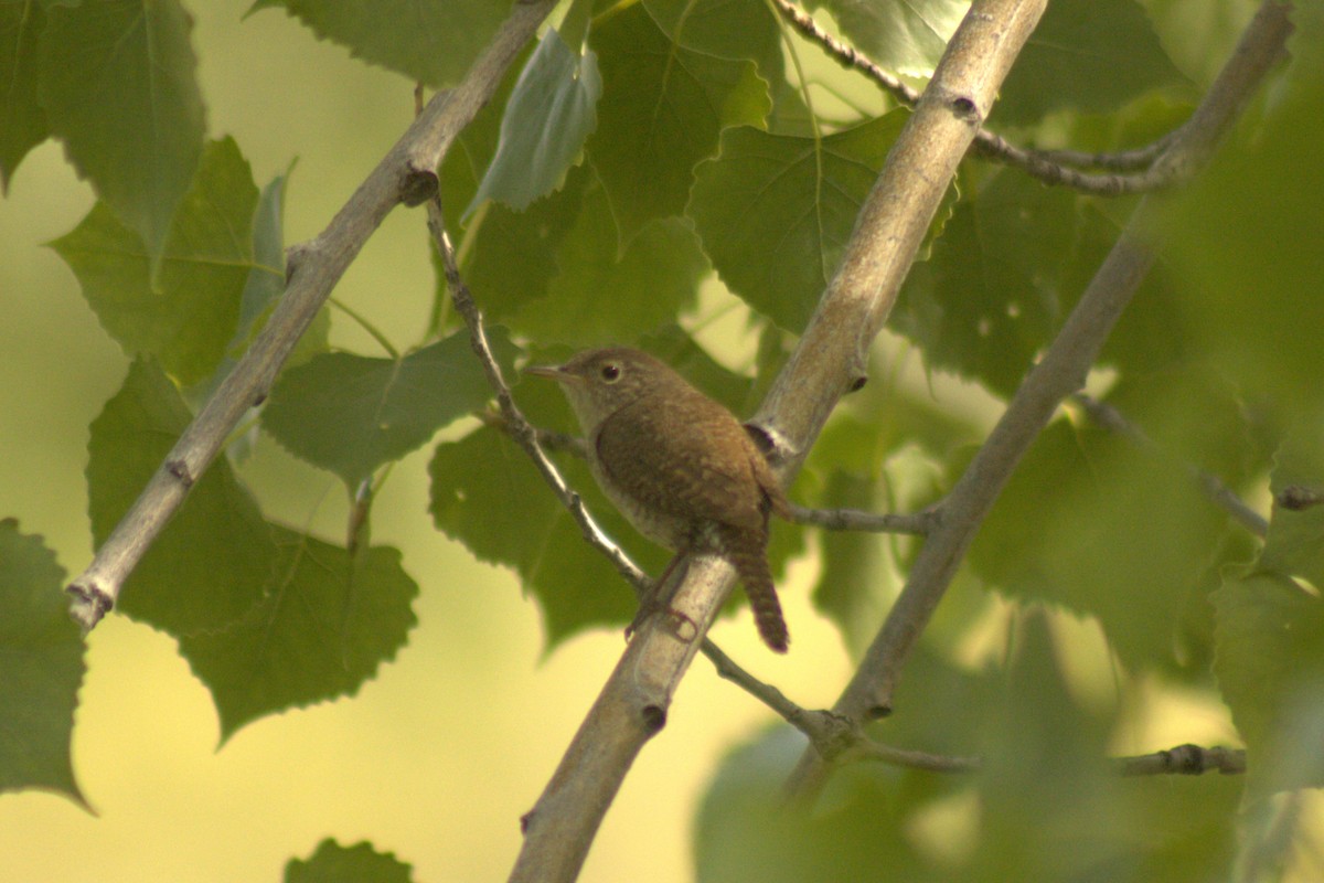 Northern House Wren - ML638085998