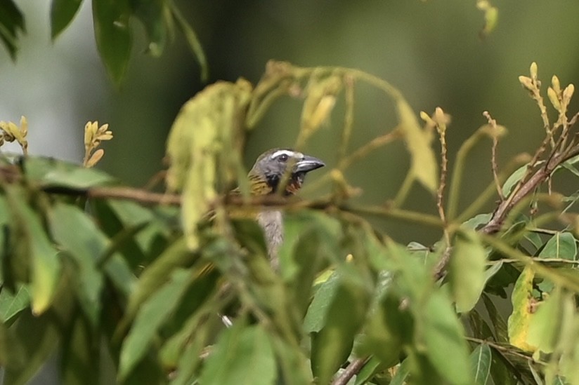 Buff-throated Saltator - ML638086004