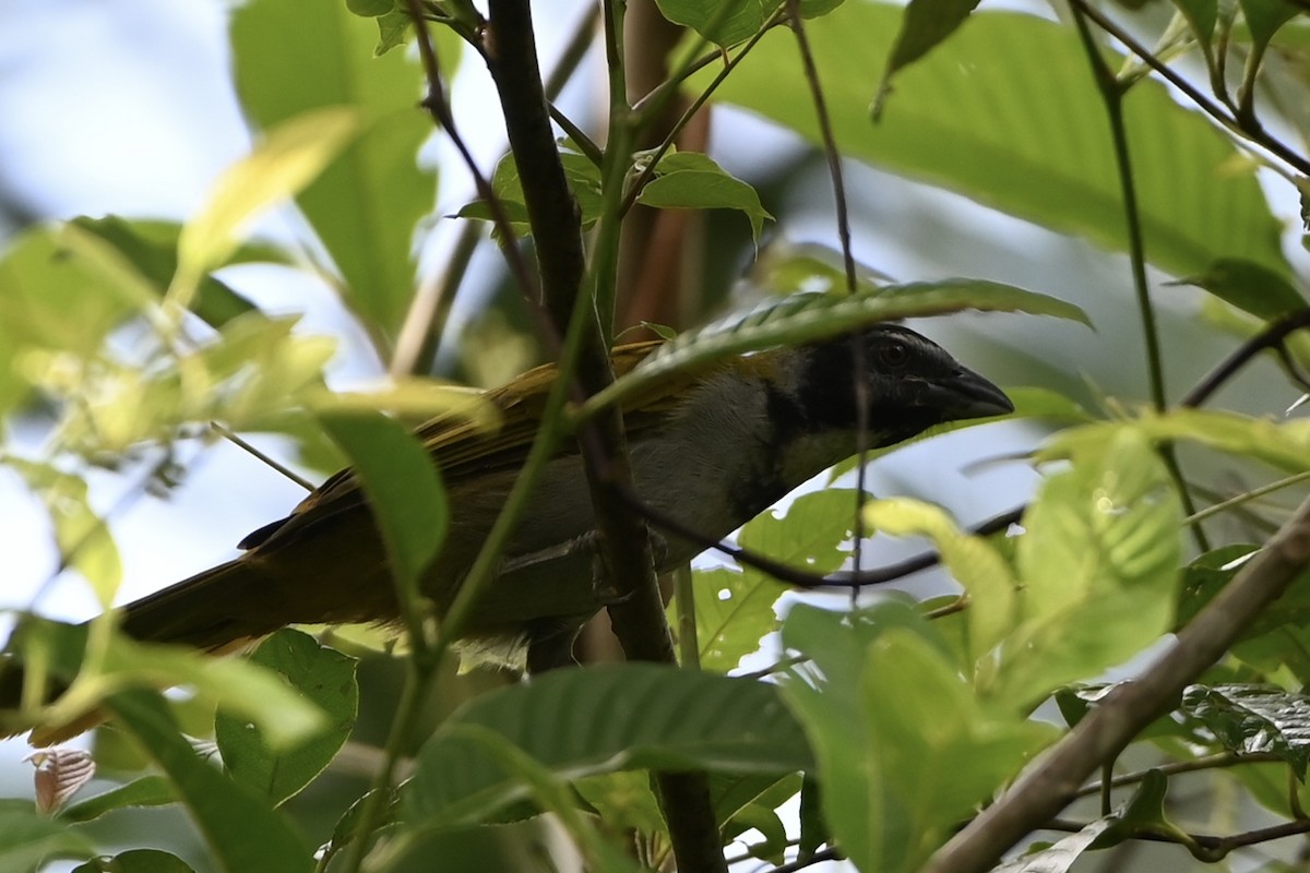 Black-headed Saltator - ML638086021