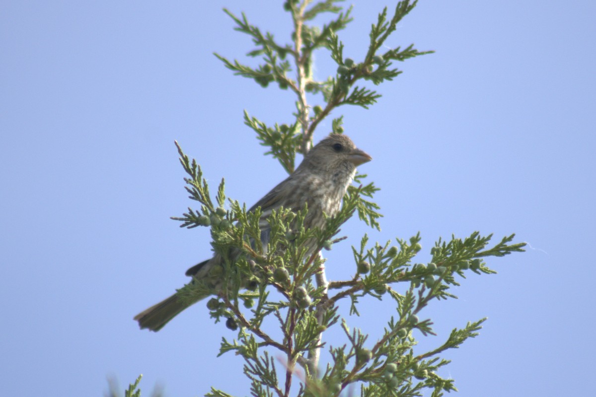hýl rudoprsý - ML638086041