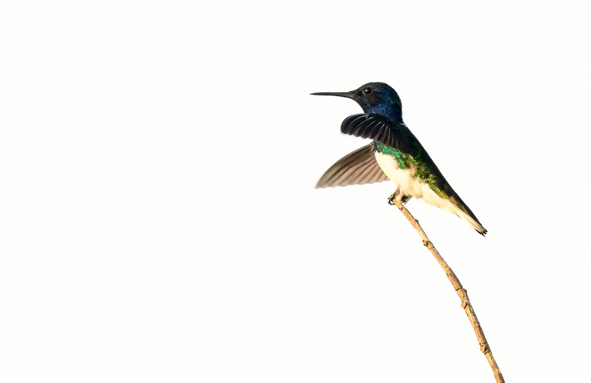 White-necked Jacobin - ML638086112