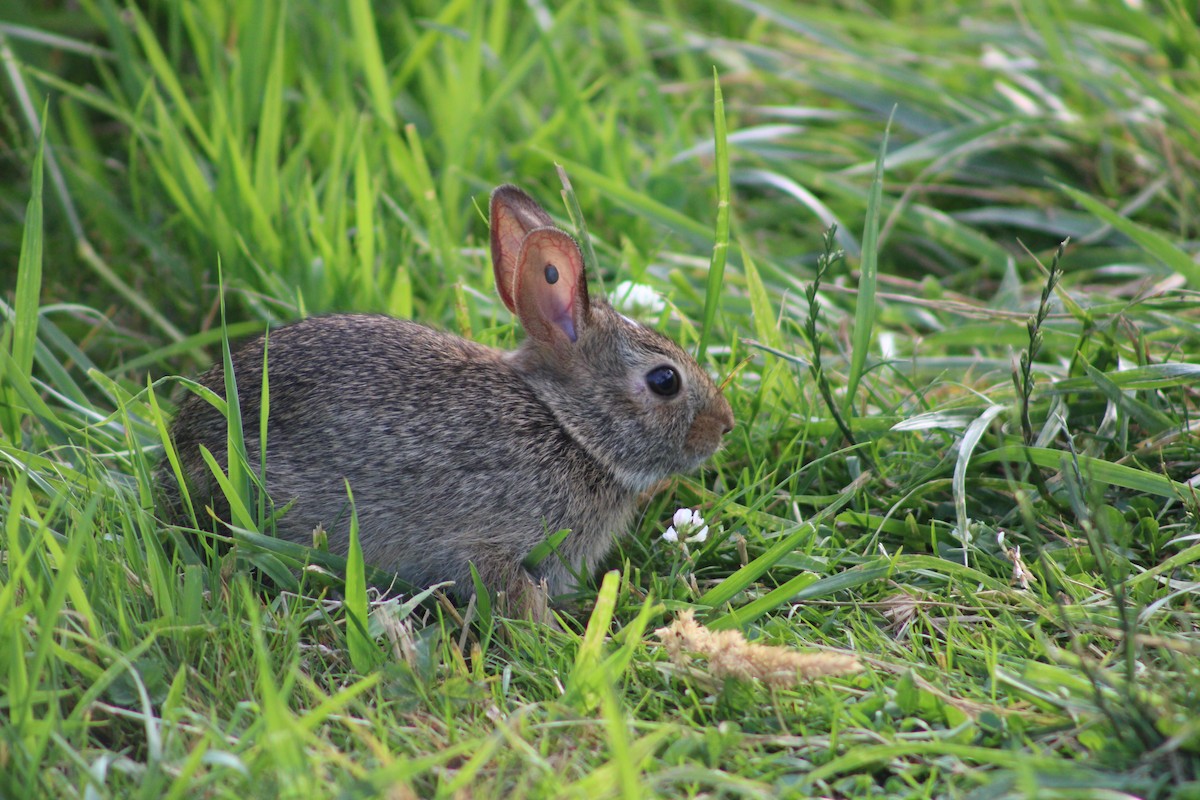 Hares and Rabbits - ML638086142