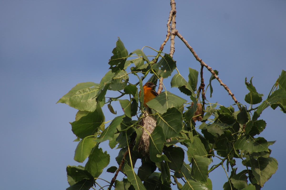 Baltimore Oriole - ML638086158