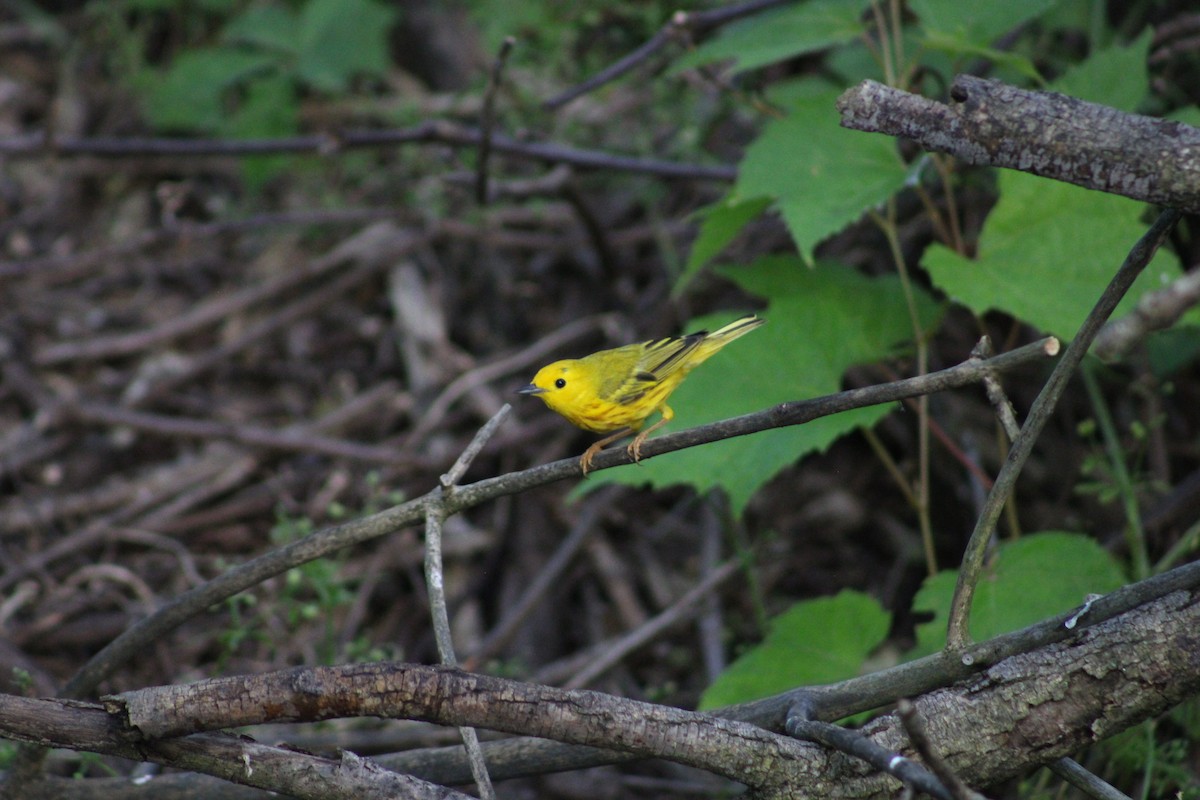 Northern Yellow Warbler - ML638086208